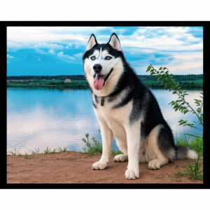 Siberian Husky