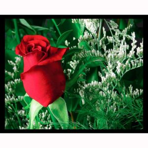 Single Red Rose