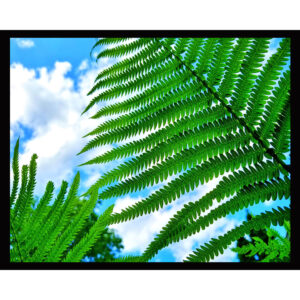 Skyward Ferns