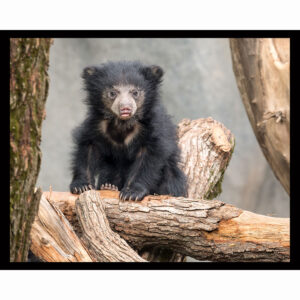 Sloth Bear Cub