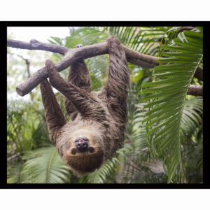 Sloth