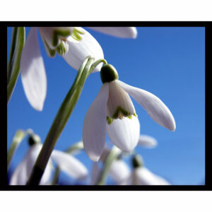 Snowdrop Flowers