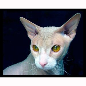 Sphinx Cat