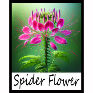 Flower Series: Spider Flower