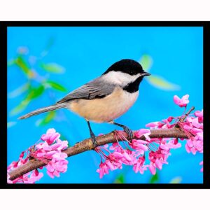 Spring Chickadee