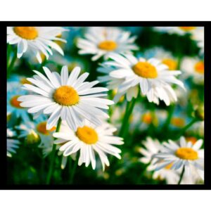 Spring Daisies