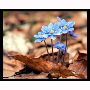 Spring Hepatica