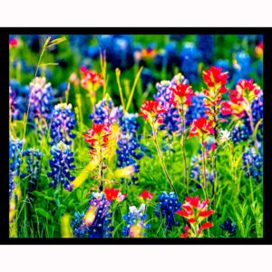 Spring Wildflowers in Texas