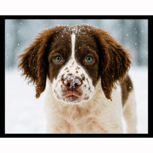 Springer Spaniel Puppy