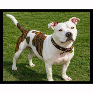 Staffordshire Bull Terrier