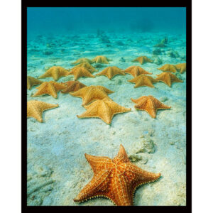 Starfish