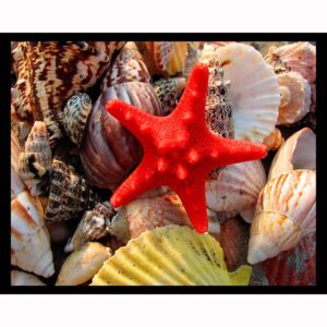Starfish and Seashells