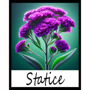 Flower Series: Statice