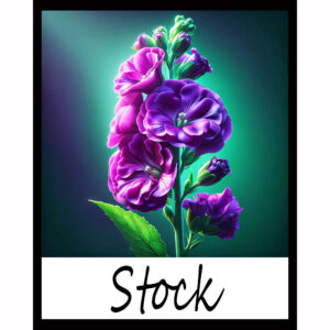 Flower Series: Stock
