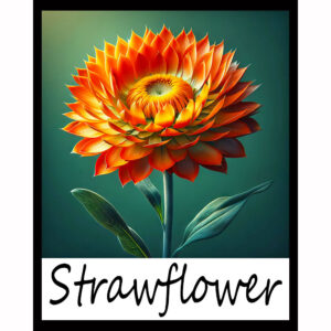 Flower Series: Strawflower