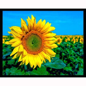 Sunflower Field