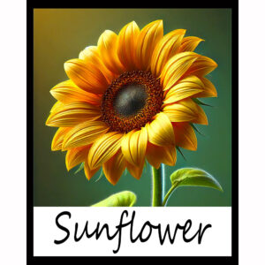 Flower Series: Sunflower