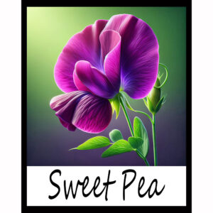 Flower Series: Sweet Pea
