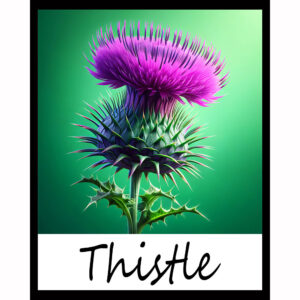 Flower Series: Thistle