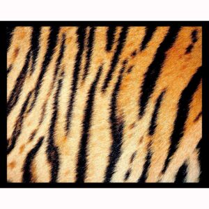 Tiger Stripes