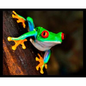 Tree Frog Glance