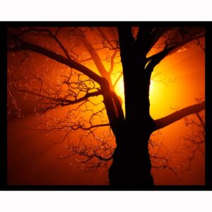 Tree Silhouette
