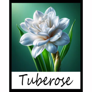 Flower Series: Tuberose