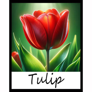 Flower Series: Tulip