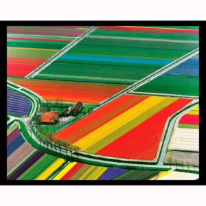 Tulip Fields in Holland