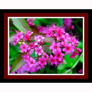 Twinkle Twinkle Little Star