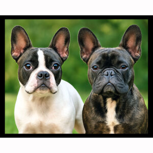 Two French Bulldogs