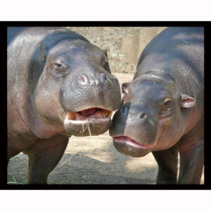 Two Hippos