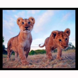 Two Lion Cubs