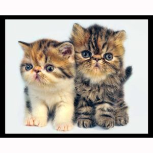 Two Persian Kittens