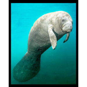 Undersea Manatee