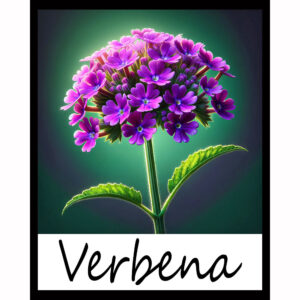 Flower Series: Verbena