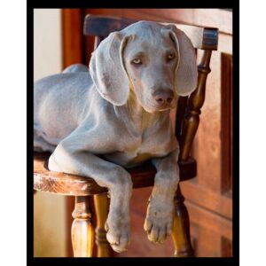 Weimaraner
