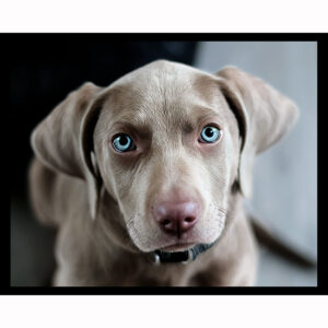 Weimaraner Puppy