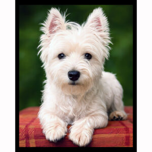 Westie
