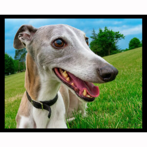 Whippet