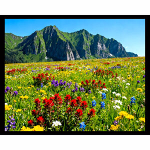 Whispers of the Wildflowers