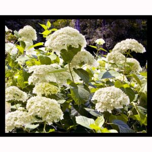 White Hydrangea