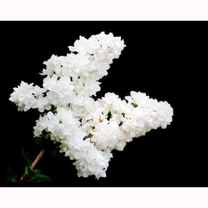 White Lilac