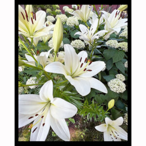 White Lilies