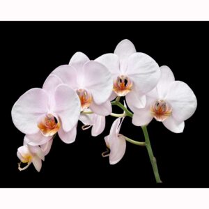 White Orchids