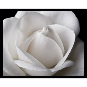 White Rose