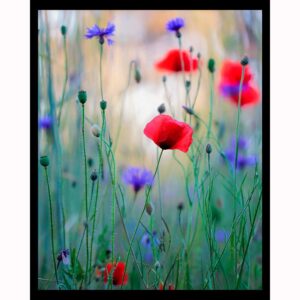 Wildflower Meadow with Poppies