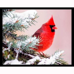 Winter Cardinal
