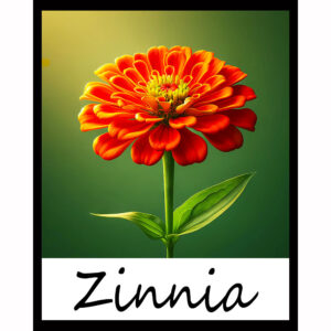 Flower Series: Zinnia