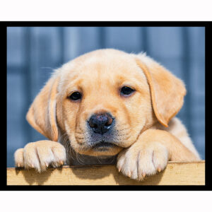 Yellow Lab Puppy